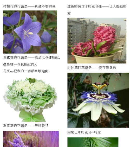 沼泽君子兰带暗杠品种有何特点？