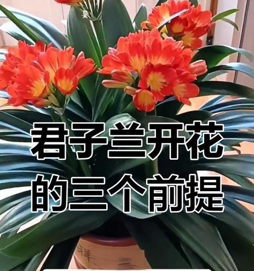 君子兰反复开花有什么含义？