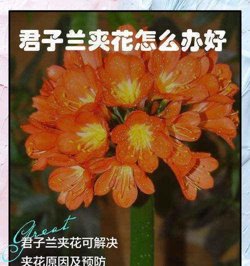 君子兰反复开花有什么含义？