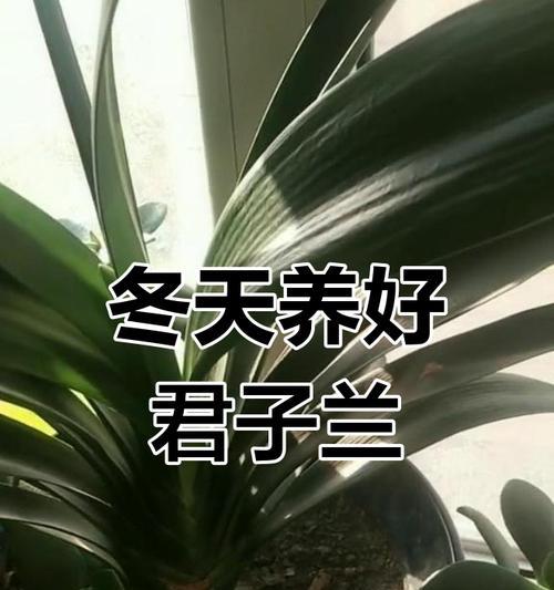 君子兰反复开花有什么含义？