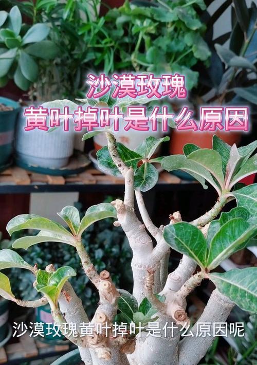 玫瑰花黄叶问题如何解决？