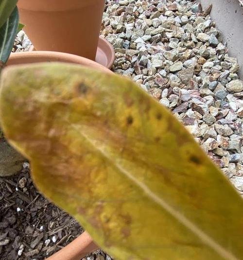 玫瑰花黄叶问题如何解决？