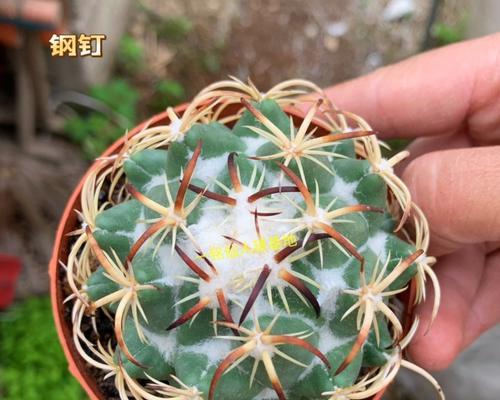 仙人球专用六边形花盆有何特点？