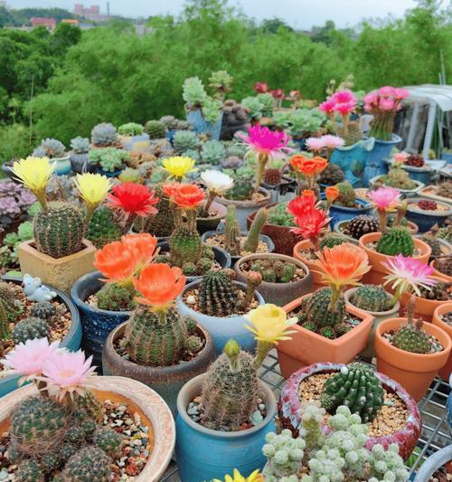 仙人球专用六边形花盆有何特点？