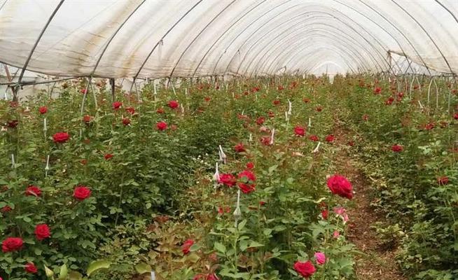 花土种植玫瑰花的方法是什么？