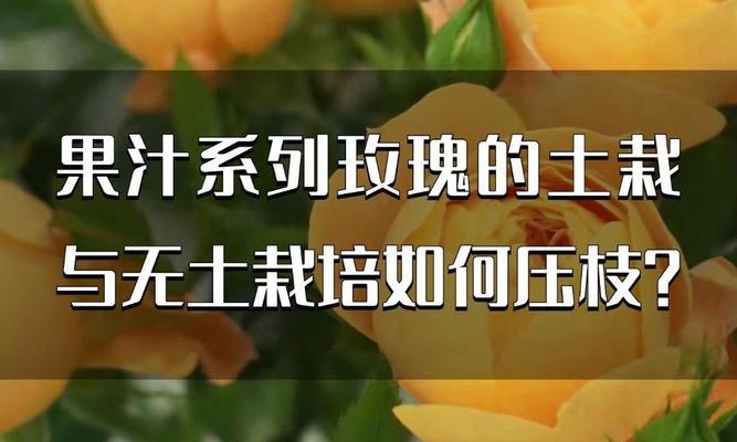 花土种植玫瑰花的方法是什么？