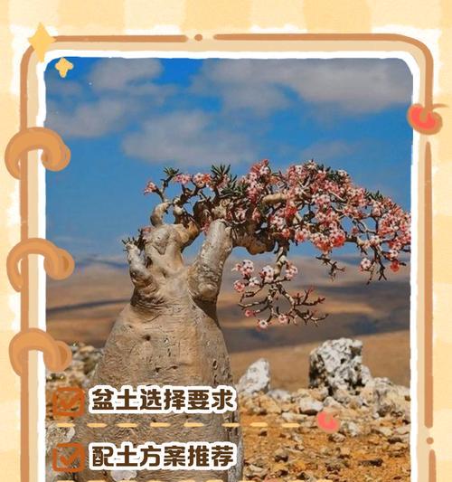 花土种植玫瑰花的方法是什么？