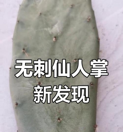 如何养殖仙人掌使其无刺？