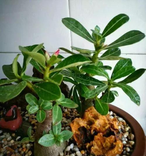 塑料玫瑰花苞的养护方法是什么？