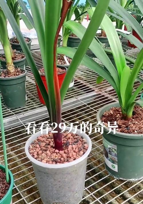 君子兰奇异花园的养殖技巧有哪些？