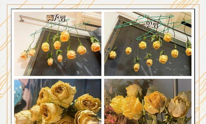 如何修剪玫瑰花使其更美观？