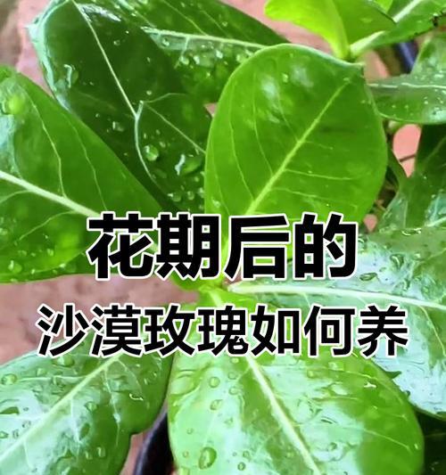 如何修剪玫瑰花使其更美观？