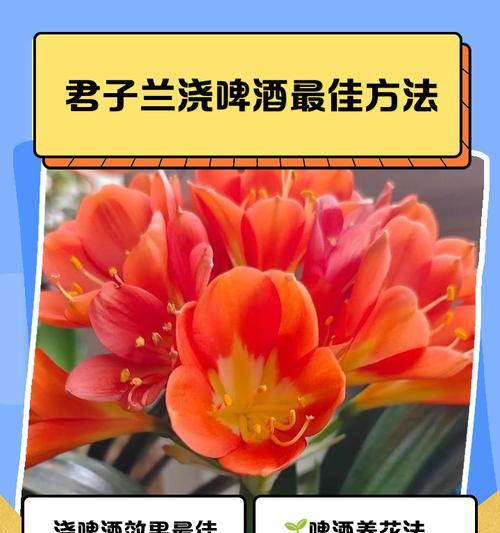 君子兰带花盘的养护方法是什么？
