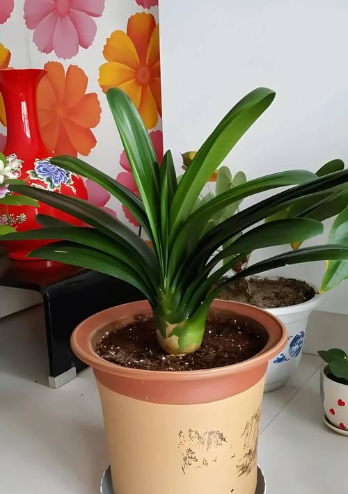 君子兰育苗盆种植方法是什么？