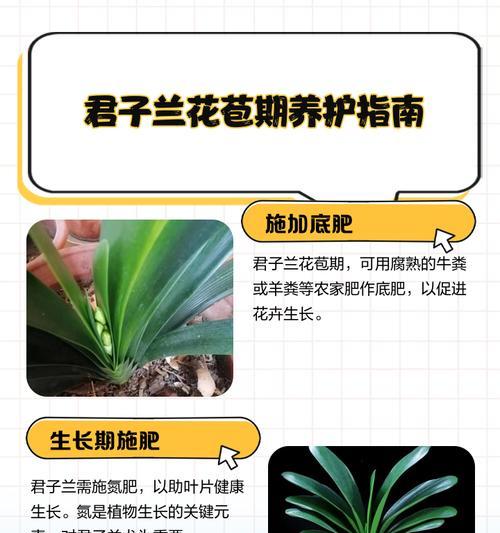 君子兰育苗盆种植方法是什么？