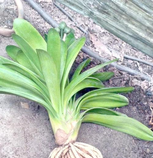 君子兰育苗盆种植方法是什么？