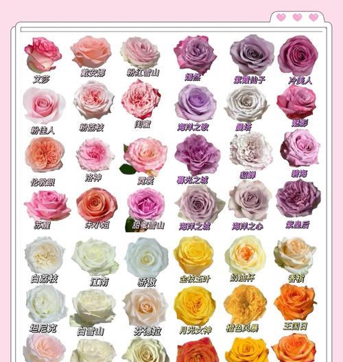 不开的玫瑰花属于哪种品种？