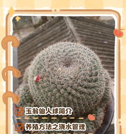 啤酒鱼仙人球的养殖方法是什么？