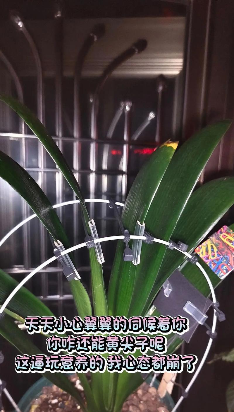 君子兰养成桩的养护与管理方法是什么？