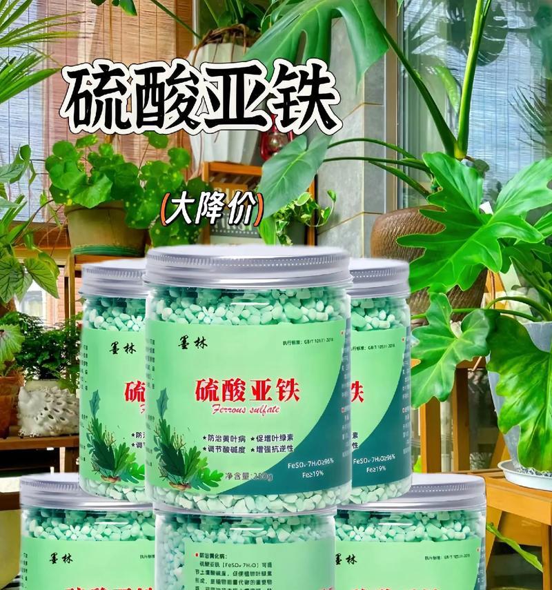君子兰养成桩的养护与管理方法是什么？