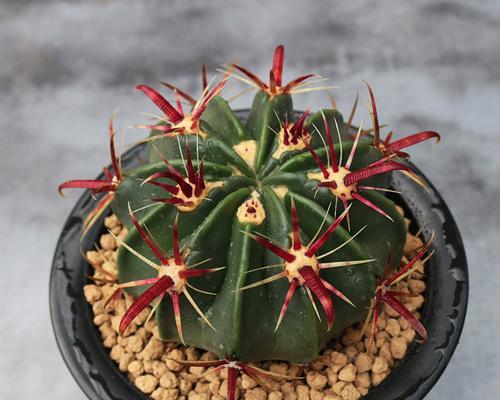 仙人掌带刺带红花苞的原因是什么？