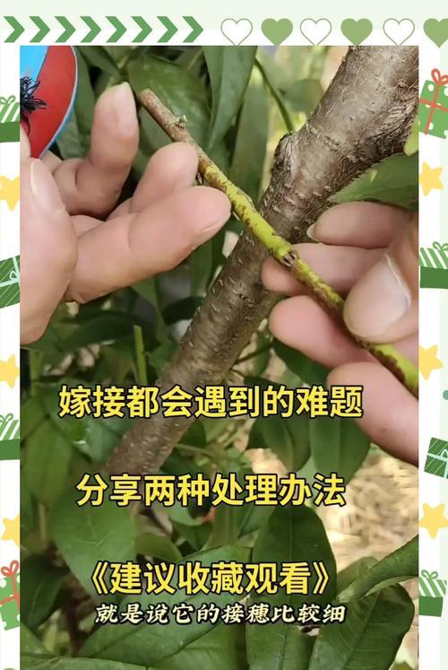 仙人球嫁接的原因是什么？如何正确进行嫁接操作？