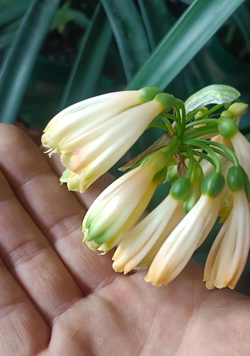君子兰小豆芽养殖需要注意哪些要点？