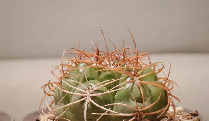 红花仙人球的养殖技巧有哪些？