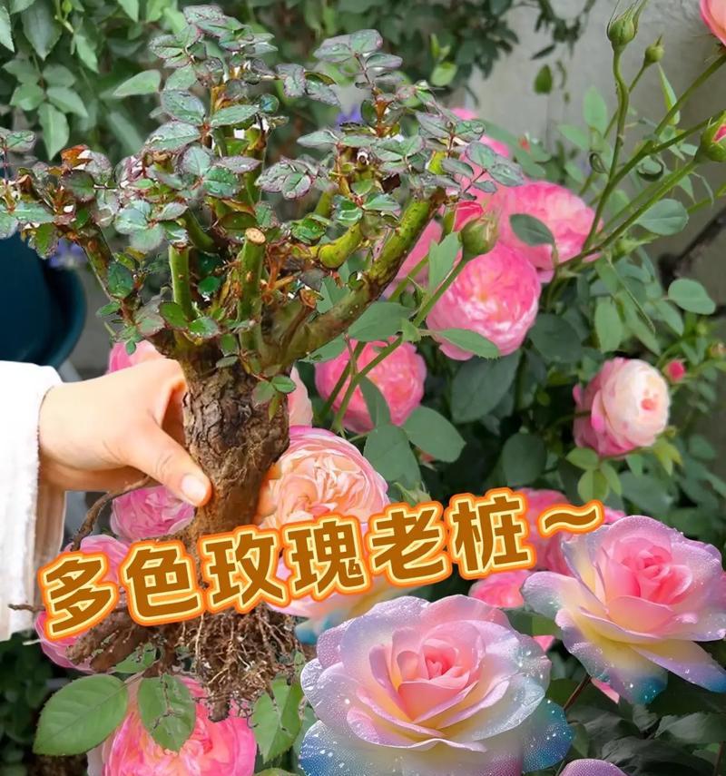 盆栽玫瑰花的正确养护方法是什么？