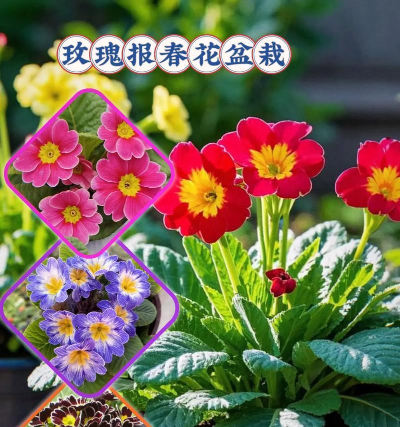 盆栽玫瑰花的正确养护方法是什么？