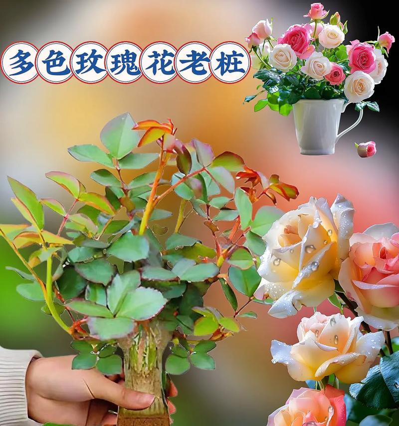琉璃盆栽中玫瑰花的养护要点有哪些？