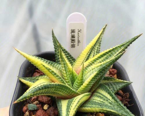 琉璃盆栽中玫瑰花的养护要点有哪些？