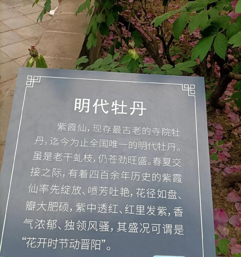 带霞牡丹花品种的名称是什么？