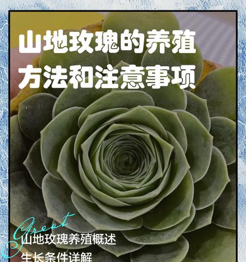 玫瑰花浇水的正确方法是什么？