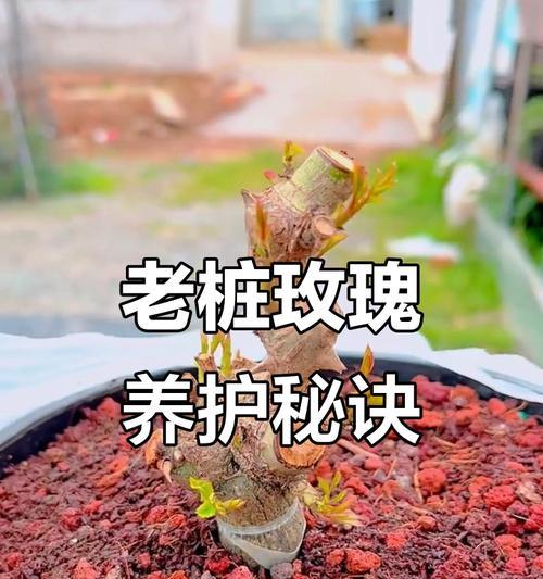 玫瑰花浇水的正确方法是什么？
