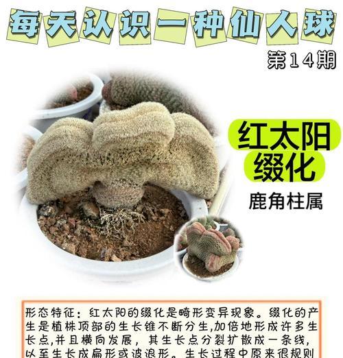 仙人球不开花的养殖秘诀是什么？