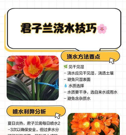 君子兰水培的可行性及其原因是什么？