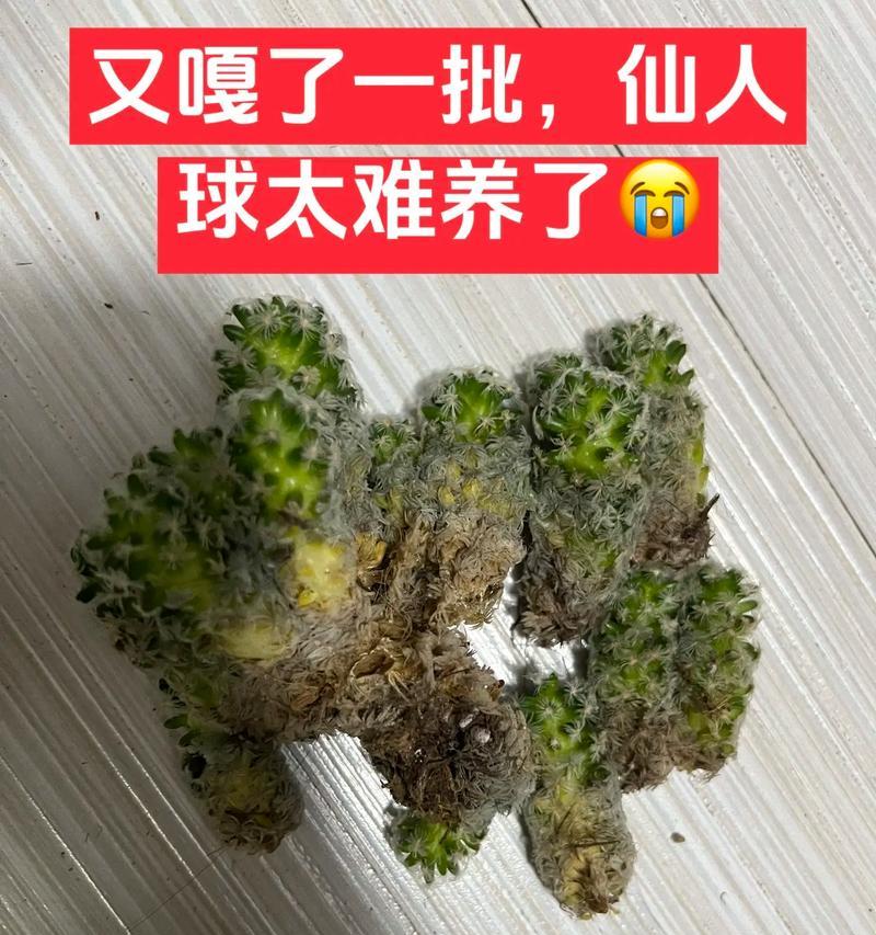 螺旋鱼仙人球的养殖方法是什么？