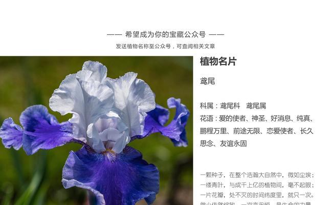 红魔虾仙人球的养殖步骤是什么？