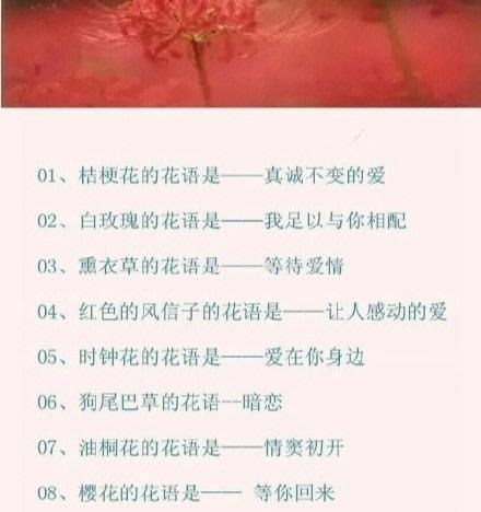 红魔虾仙人球的养殖步骤是什么？