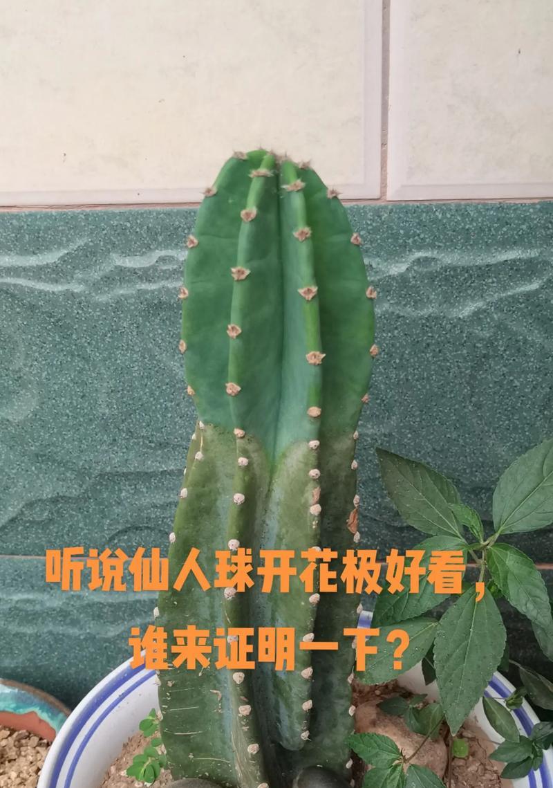小柚子仙人球的种植技巧有哪些？