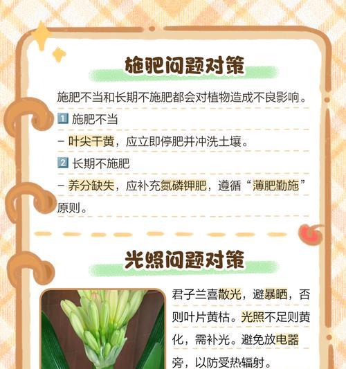 君子兰叶子发黄的可能原因是什么？