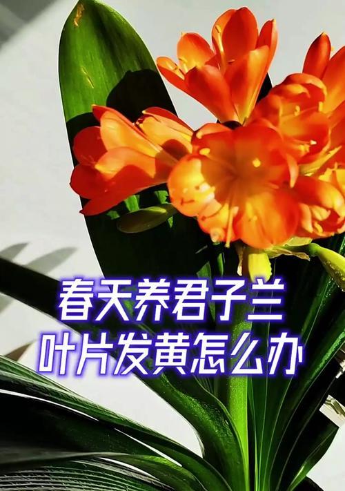君子兰叶子发黄的可能原因是什么？