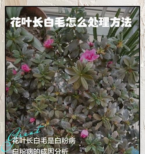 白毛仙人球叶子的打理方法是什么？