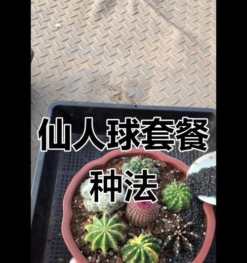 小球仙人球的种植步骤是什么？