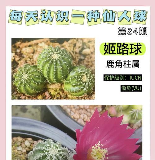 小球仙人球的种植步骤是什么？