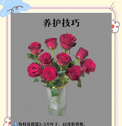 新购买的玫瑰花应该如何养护？