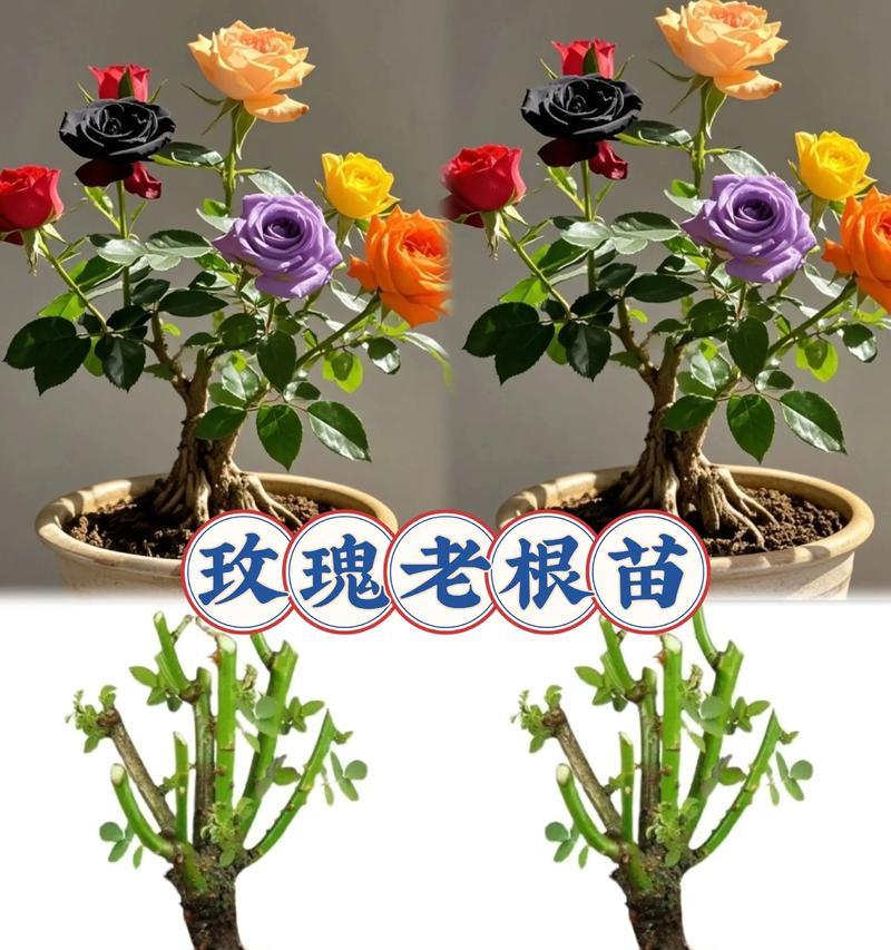 云南玫瑰花饼花苗种植方法是什么？