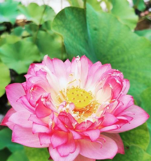 牡丹花出现莲蓬现象怎么办？