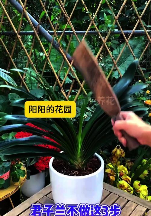 君子兰与迎春花搭配种植的注意事项是什么？
